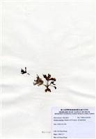 藏品(有柄褐扇藻)的圖片